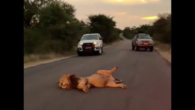 Obżarty lew nie miał już siły iść i... zasnął na środku drogi [WIDEO]