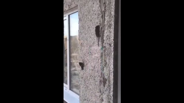 Szczur ze sporą zwinnością wspina się po ścianie budynku