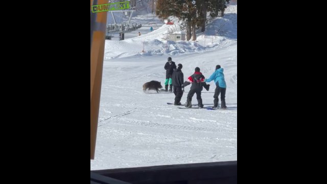 Dzik zaatakował snowboardzistów