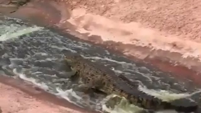 Krokodyle zjeżdżają sobie na zjeżdżalni wodnej