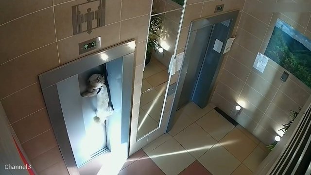 Bezmyślna kobieta wsiadła do windy, ale zapomniała o swoim psie. Dramatyczne nagranie [WIDEO]