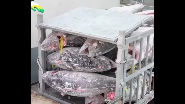 Tak obrabia się zamrożonego tuńczyka w japońskim zakładzie [WIDEO]