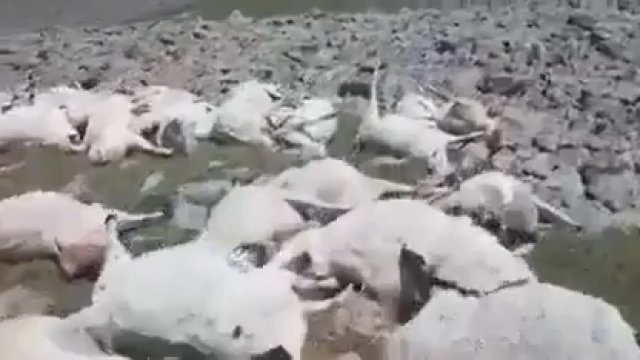 530 owiec zmarło z powodu uderzenia pioruna w Gruzji