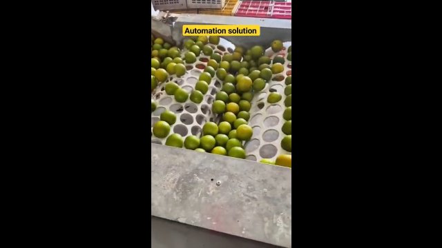 Jak wygląda automatyczne sortowanie limonek? [WIDEO]