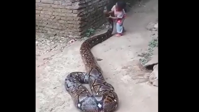 Małe dziecko bawi się z ogromnym wężem