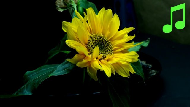 Piękny "taniec" życia kwiatu słonecznika karłowatego
