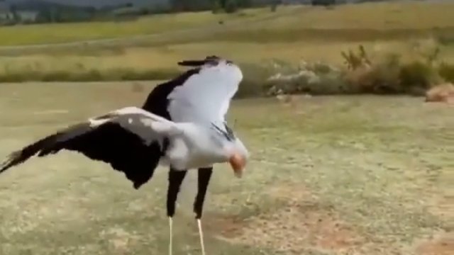 Ptak demonstruje swoje zdolności kung fu.