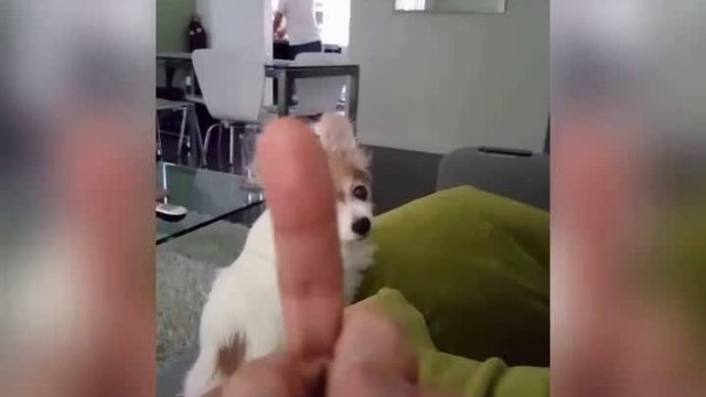 Ten pies nienawidzi środkowego palca
