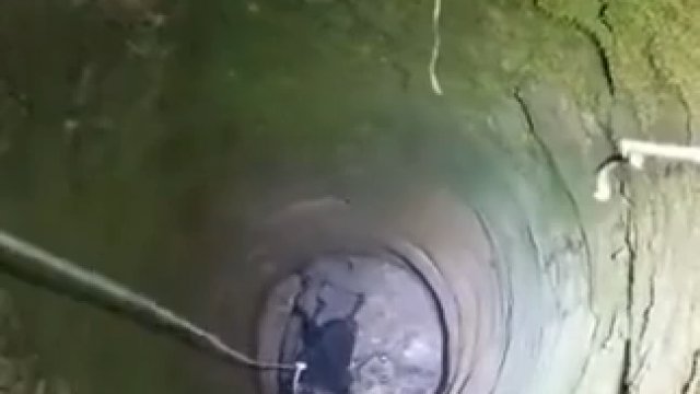 Uratowanie rysia uwięzionego w studni