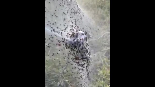 Australia w pajęczynach. Pająki uciekały przed powodzią