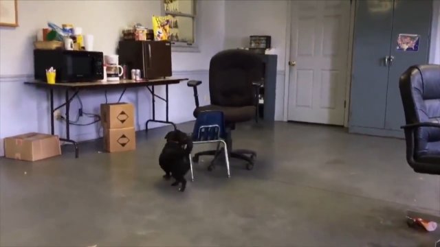 Pies nauczył się używać krzesła, aby móc dostać się na wysoki fotel