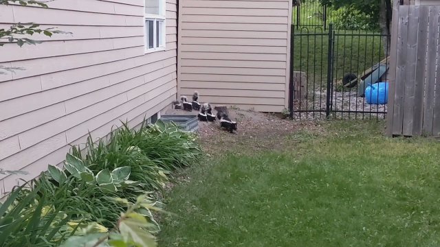 Skunksy przejmują ten dom