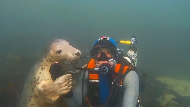 Lampart morski zachowuje się niczym podwodny psiak