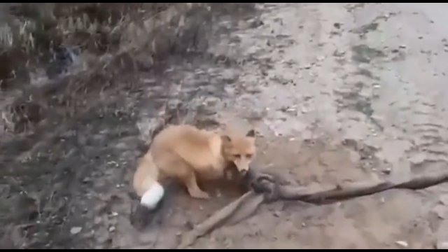 Para uratowała lisa, którego łapka utknęła w pułapce