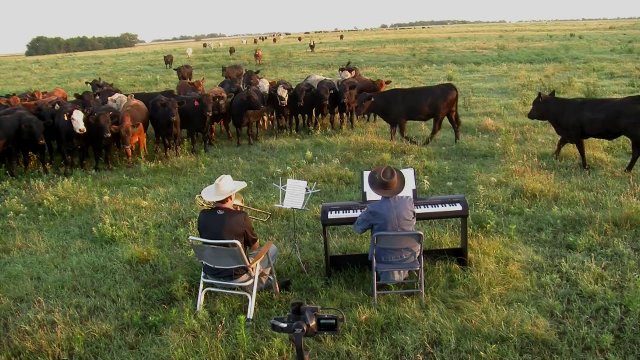 Wprowadzanie krów z moim puzonem i instrumentem klawiszowym.