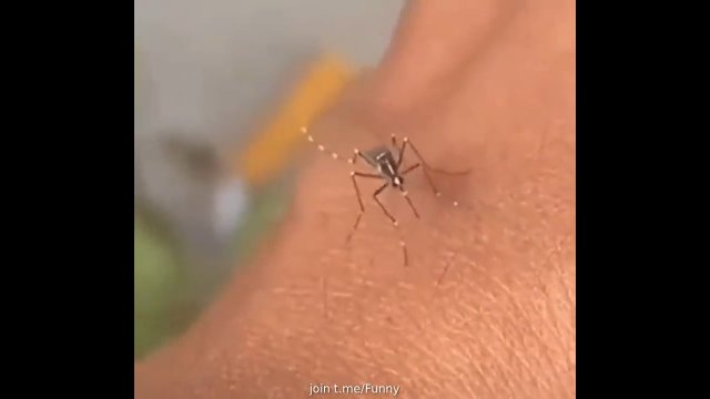 Frustracja komara, który nie może wbić się w skórę