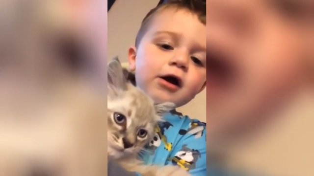Kotek i mały chłopiec znaleźli ze sobą wspólny język [WIDEO]