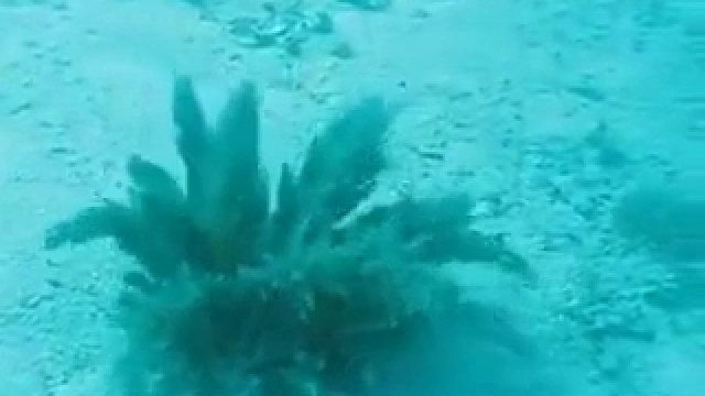Morska roślina znika po dotknięciu