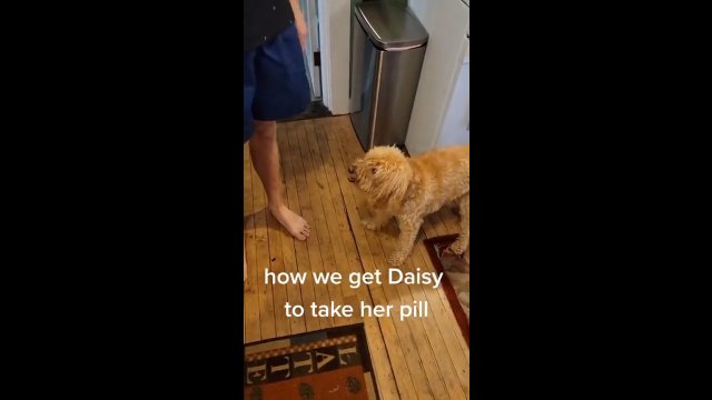 Jak przechytrzyć psa, żeby zjadł lekarstwo