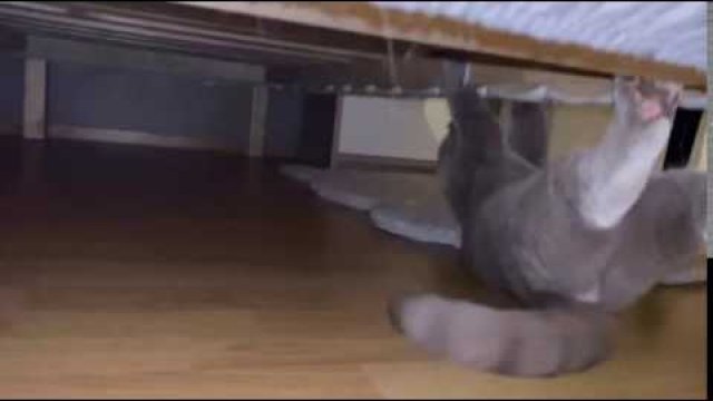 Co koty robią pod łóżkiem?