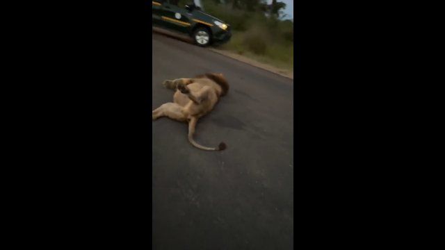 Lew był tak przejedzony, że zasnął na środku ulicy [WIDEO]