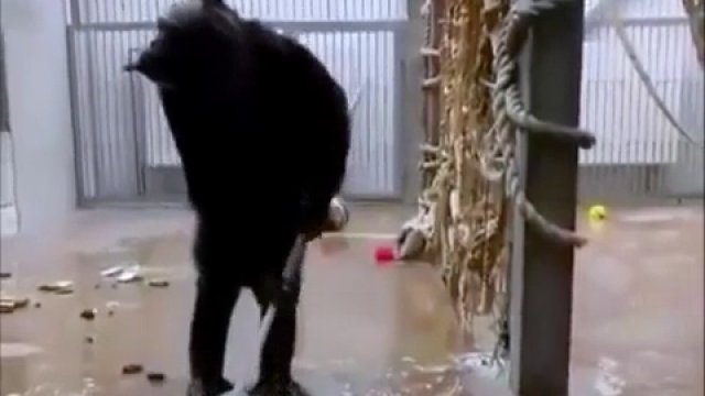 Szympans wykonuje prace dozorcy, po tym jak dozorca przyszedł do pracy