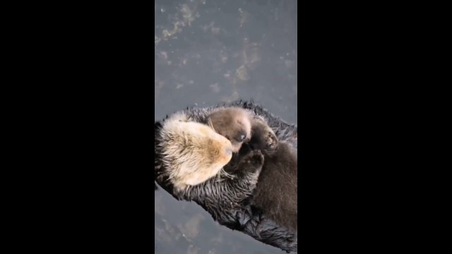 Mama wydra pływa, a dziecko śpi na niej. Prawdziwa miłość