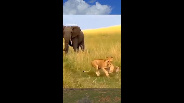 Słoń próbował zaatakować lwicę, ale oszczędził jej młode [WIDEO]