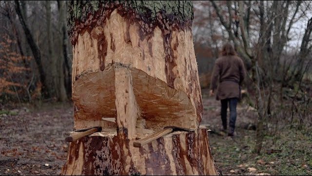 Jak wikingowie ścinali duże drzewa?