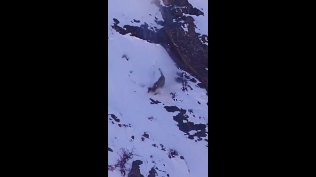 Pantera śnieżna spada z klifu podczas polowania