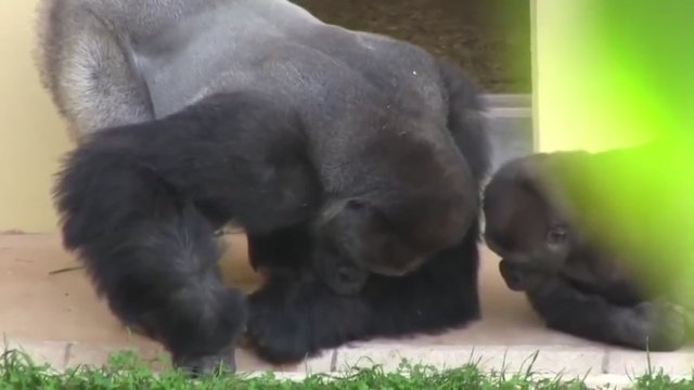 Dwa goryle obserwują gąsienice