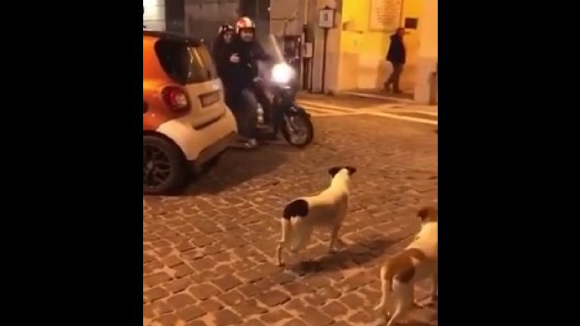Psy tylko czekały, aby ruszyć do wyścigu ze skuterem [WIDEO]