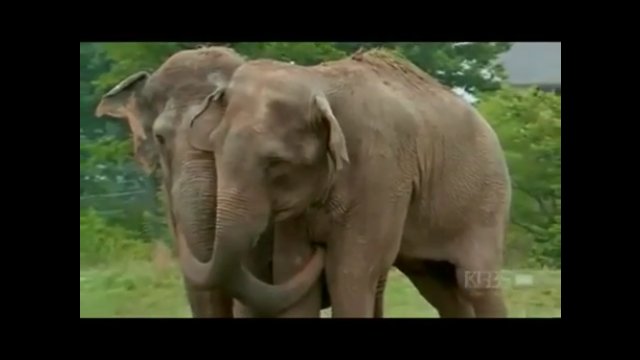 Po 22 latach separacji dawne słonie cyrkowe spotkały się ponownie [WIDEO]