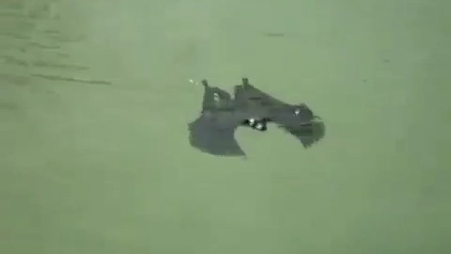 Nietoperze potrafią pływać.