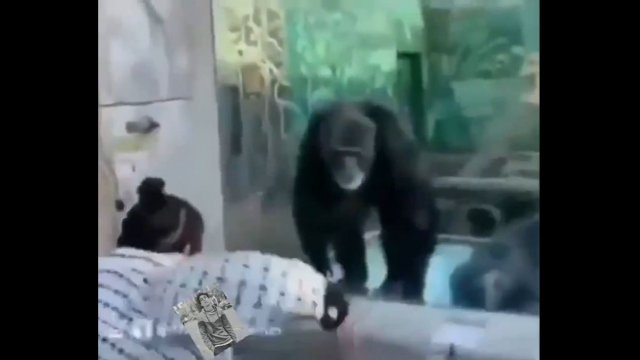 I kto tutaj jest małpą...