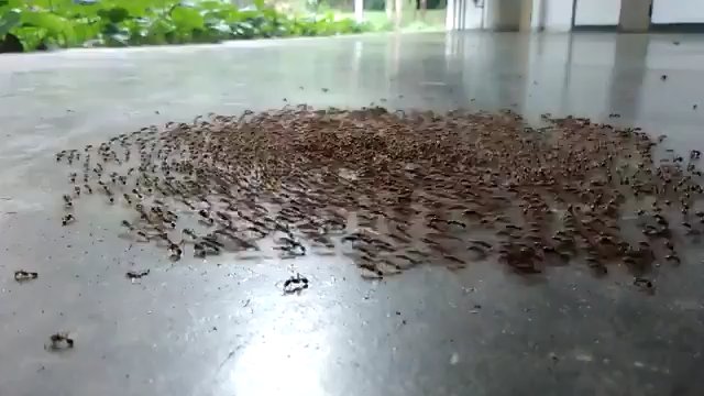 Mrówcza spirala śmierci
