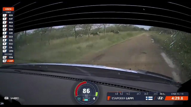 Jeden z kierowców na Rajdzie Safari uderzył w... zebrę [WIDEO]