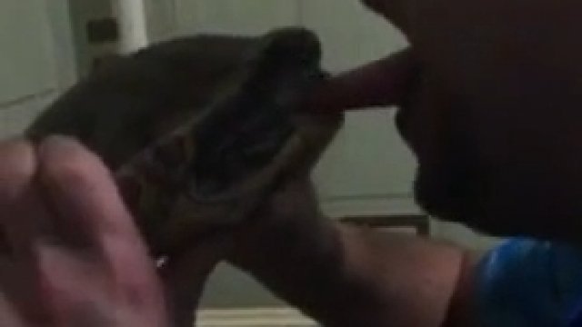Facet wkładał głowę żółwia do swojej buzi. Żółw w końcu się zemścił