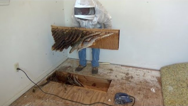 Usuwanie gniazda pszczół, które znajduje się pod podłogą w domu