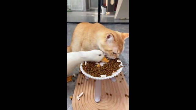 Głodna gęś podkrada jedzenie kotu