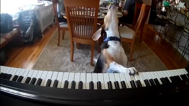 Pies, który gra na pianinie i... śpiewa!