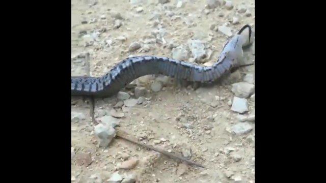 Wąż udaje martwego, aby uniknąć drapieżników