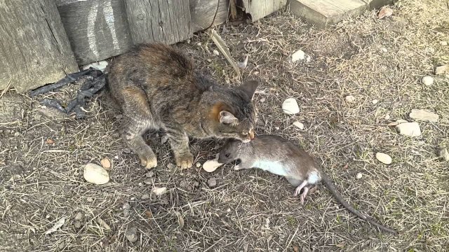 Filmik przedstawia prawidłowe zachowanie kota w przypadku spotkania ze szczurem.