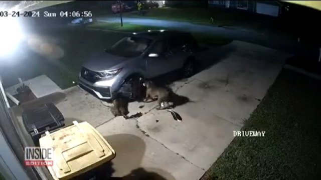 Pitbulle zdemolowały samochód pod którym ukrywał się kot [WIDEO]