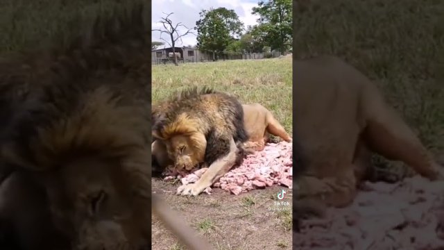 Zabawna reakcja lwa na górę mięsa