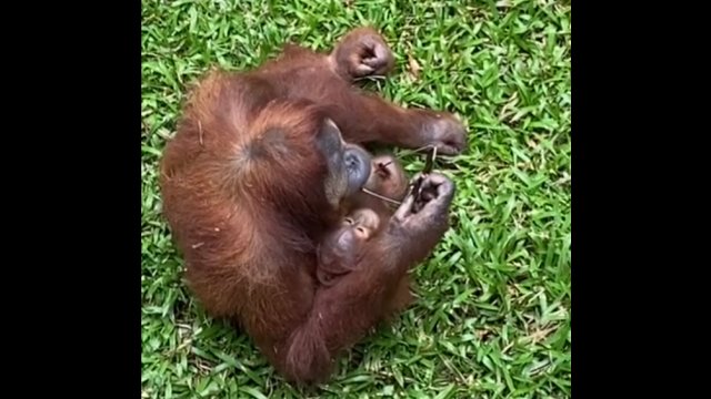 Kobieta upuściła okulary na wybieg. Orangutan tego nie przegapił! [WIDEO]