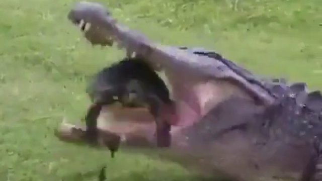 Krokodyl złapał żółwia do swej paszczy