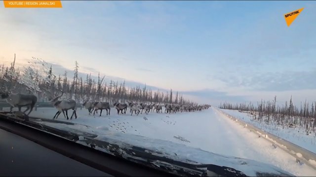 Tysiące jeleni spowodowało 20-minutowy korek