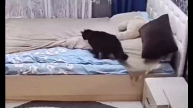 Matka beszta kotka za bałagan w łóżku i sama wszystko poprawia