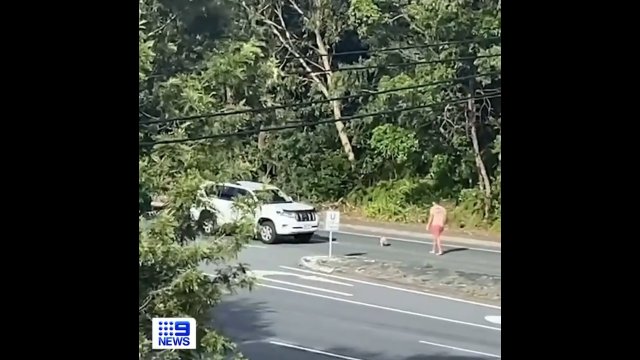 Australijczyk zatrzymuje ruch uliczny, by pomóc koali przejść przez ruchliwą ulicę